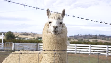 White-Llama-Behind-Barbed-Wire-Fence-In-The-Farm-Looking-At-Camera