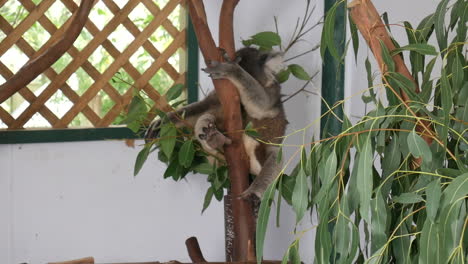 Fantastische-Aufnahme-Eines-Koalas,-Der-In-Einem-Baum-Schläft
