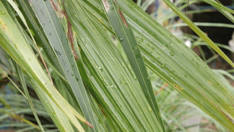 Grünes-Baumblatt-Kokosnussbaumblatt-Für-Den-Sommer-Mit-Regentropfen-Auf-Der-Oberfläche