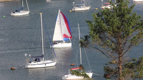 A-Yacht-Sailing-Down-the-River-Tamar-between-Devon-and-Cornwall-in-England-on-a-Sunny-Clear-Day