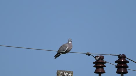 Dove-Sitting-on-a-Rural-Powerline-Grooming-Itself-on-a-Hot-Summer-Day-with-Blue-Sky