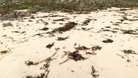 über-Einen-Mit-Algen-Bedeckten-Sandstrand-In-Schottland-Rasen,-Bevor-Er-Sich-Langsam-über-Felsbrocken-An-Der-Küste-Erhebt