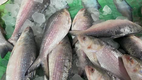 Ilisch-Oder-Hilsa,-Die-Auf-Dem-Fischmarkt-Von-Kolkata-In-Einer-4k-nahaufnahme-Verkauft-Werden