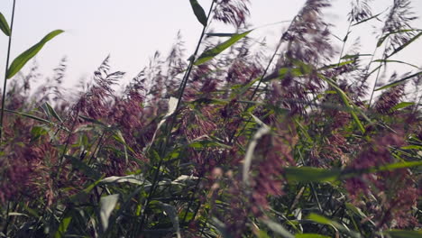 Meadow-of-tall-purpletop-tridens-wild-grass-blows-in-summer-breeze