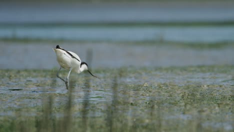 Unique-Kluut-bird-walking-on-shallow-water-and-looking-for-food,-distance-view