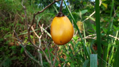 Close-up-static-shot-of-yellow-eggplant-in-nature