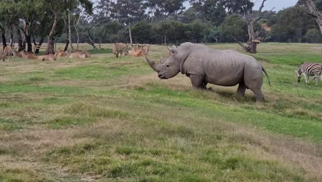 Rinoceronte-Blanco-En-El-Zoológico-Abierto-Werribee,-Melbourne,-Australia