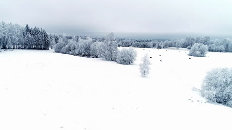 Drone-aerial-forward-moving-shot-over-white-snow-covered-rural-landscape-on-a-cloudy-day
