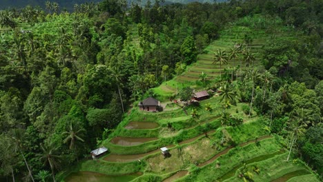 Rice-field-terrace-on-elevated-tropical-hill-of-remote-Lemukih-village,-aerial
