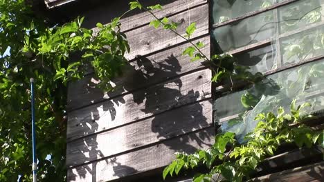 Mittlere-Aufnahme-Der-Pflanze-Wächst-Entlang-Einer-Holzwand,-Naha,-Okinawa,-Japan