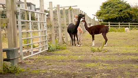 A-real-time-tripod-shot-of-three-alpacas-of-brown,-black-and-orange-skin-grazing-a-playing-beside-a-white-fence-in-a-grassfield-on-an-afternoon