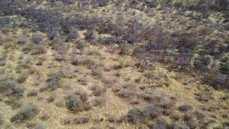 Wildebeest-running-in-formation-through-trees-in-the-African-savanna,-AERIAL-VIEW