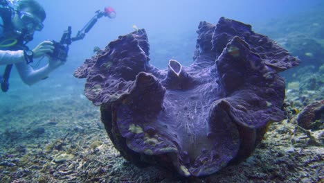 a-photographer-swims-pass-a-huge-giant-clam-to-take-a-photo