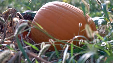 Extreme-closeup-dolly-motion-to-the-right-of-a-large-sized,-sweating-pumpkin-withering-on-a-vine-at-sunrise