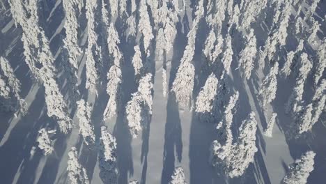 Imágenes-Aéreas-De-Volar-Sobre-Un-Hermoso-Bosque-Nevado-En-Medio-Del-Desierto-En-Laponia-Finlandia