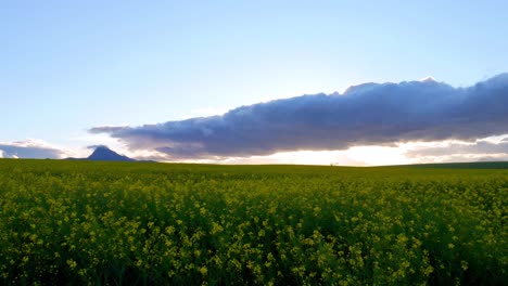 Beautiful-view-over-vast-yellow-canola-fields-on-a-farm-in-the-Overberg,-South-Africa