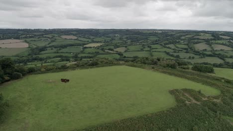 Aerial-tracking-forwards-over-Dumpdon-Hill-in-East-Devon,-a-herd-of-brown-dairy-cows-graze-in-the-field-on-top-of-the-hill