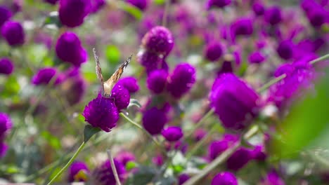 Schmetterlingsfütterung-Von-Lila-Blüten