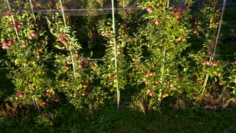 Apple-plantation,-orchard-with-anti-hail-net-for-protection,-pan-shot-from-side,-read-apples-on-tree-in-sunrise,-fruit-production,-plant-protection-business
