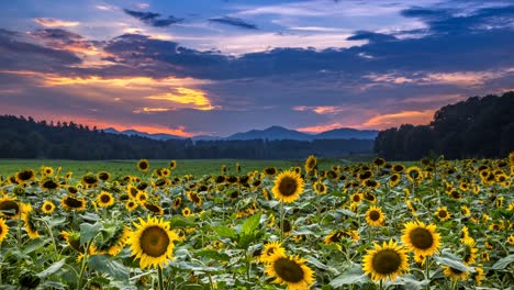 Filed-of-sunflowers-at-sunrise-in-Blue-Ridge-Mountains-Cinemagraph-time-lapse