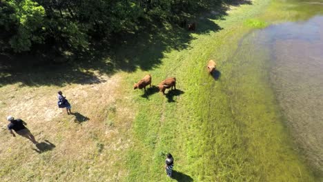 Aerial-footage-of-a-small-group-of-refugees-in-a-rural-setting-with-cows