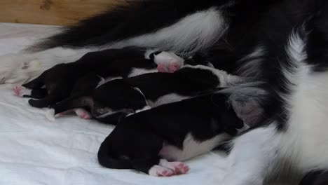 Few-days-old-puppies-sleeping-close-to-their-mother