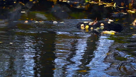 Slow-motion-video-of-spawning-brown-trouts-in-Finland,-autumn