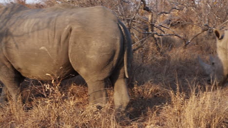 Panning-Shot-of-Two-White-Rhino-Walking-and-Feeding-in-the-Bush