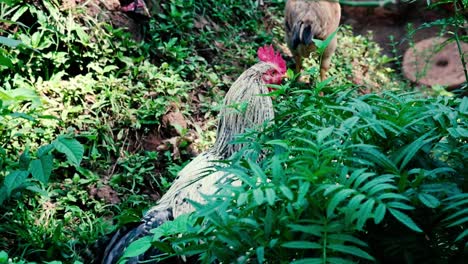 A-rooster-keeps-watch-as-he-and-hens-forage-for-food-in-tropical-bushes