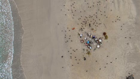 Aerial,-top-down,-birdseye,-drone-shot-above-fishermen-cleansing-and-gutting-fish-on-a-beach,-birds-fly-around-looking-for-food,-near-Trincomalee-city,-in-Gokanna,-in-the-Eastern-Province-of-Sri-Lanka