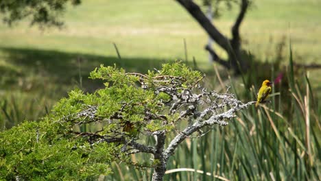 Yellow-Weaver-Bird-sitting-on-top-of-an-Acacia-Tree