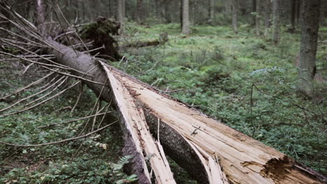 Descending-tilt-view-of-a-fallen-tree,-in-the-middle-of-the-green-gold,-finnish-forests,-in-Finland