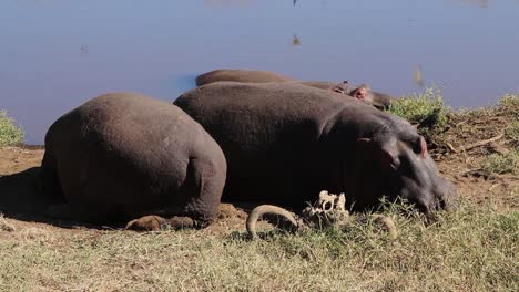 A-close-up-view-of-two-Hippopotamus,-Hippo-or-Hippopotamus-amphibius-resting-alongside-a-small-waterhole-during-the-day-and-migration-season-in-the-Ngorongoro-crater-Tanzania