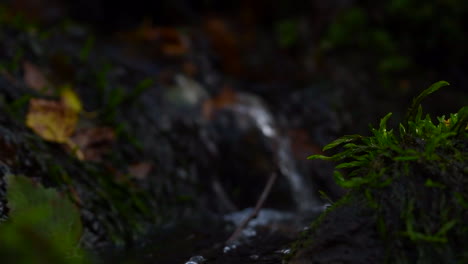 Macro-video-of-a-miniature-waterfall-and-moss