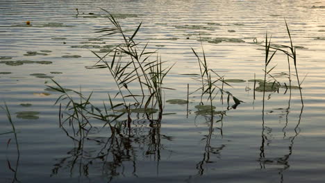 Tranquil-tripod-shot-of-a-lake-and-aquatic-plants-in-Finland