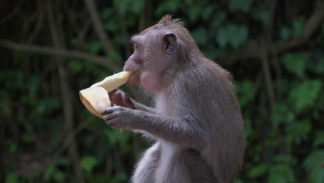 Affe-Sitzt,-Schält-Sich-Und-Isst-Dann-Banane