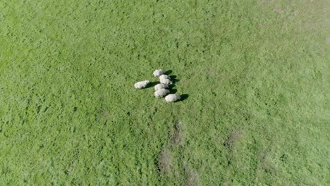 Orbiting-aerial-shot-of-7-sheep-grazing-in-a-field