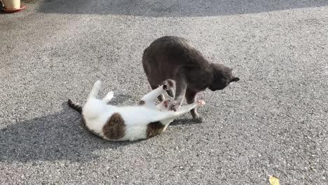 Two-cats-playing-in-a-front-yard