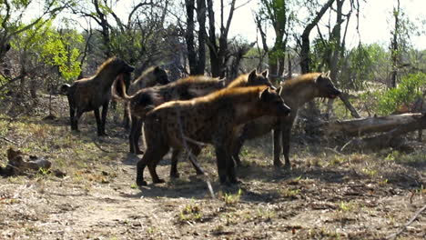 Rudel-Hyänen,-Die-Sich-Vor-Löwen-Zurückziehen