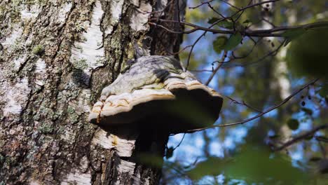 Fomes-Fomentarius-fungus-on-a-birch-tree-in-an-Swedish-forest