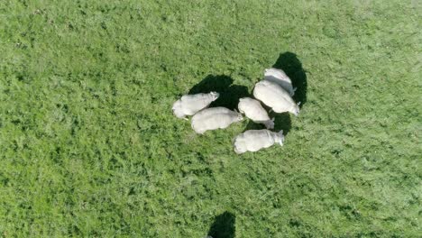 Top-down-close-up-aerial-tracking-downward-a-few-metres-above-a-small-herd-of-sheep-grazing-in-an-England-countryside-field