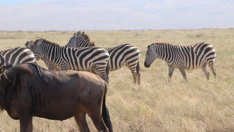 A-clip-of-a-herd-wildebeest,-Connochaetes-taurinus-or-Gnu-marching-past-Zebra,-Equus-Quagga-formerly-Burchell's-zebra-or-Equus-burchelli-in-the-Ngorongoro-crater-Tanzania