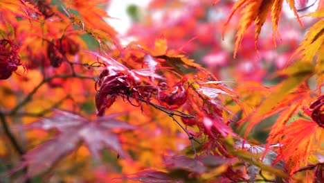 Close-up-of-Japanese-Maple-leaves-moving-in-light-wind