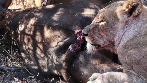 Nahaufnahme-Einer-Löwin,-Die-Neben-Getöteter-Beute-Im-Krüger-Nationalpark,-Südafrika,-Liegt