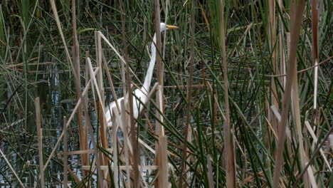 Australian-Great-Eastern-Egret-fishing-for-food-in-a-pond-or-marsh