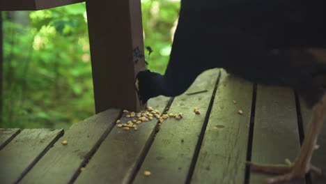 Peacock-eating-popcorn-kernels-off-deck