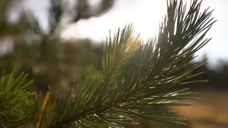 A-close-up-shot-of-a-pine-tree-brach-swinging-in-the-Colorado-mountain-wind