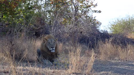 Medium-wide-shot-of-a-male-lion-sitting-in-the-wild-on-a-windy-day