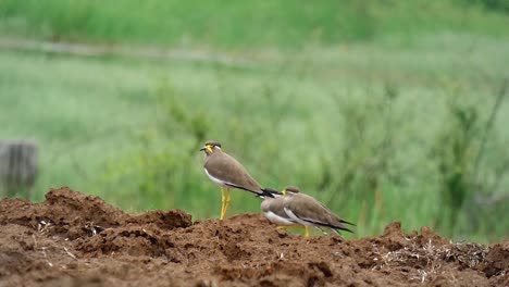Yellow-wattled-Lapwing-cleans-it-self-