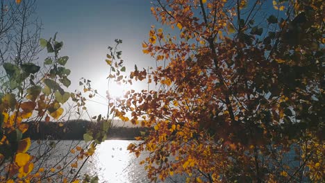 Blätter-Und-Bäume-In-Der-Nähe-Des-Teils-Der-Donau-In-Der-Herbstsaison